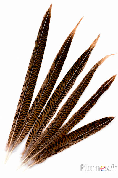 Fagiano dorato - 20-30 cm - naturale
